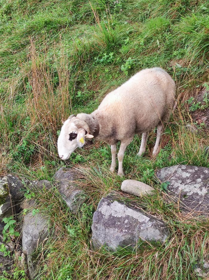 brebis lourdaise knitty wooly